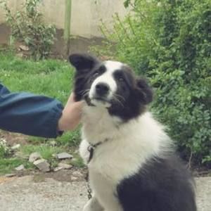 Meet your Posher, Han